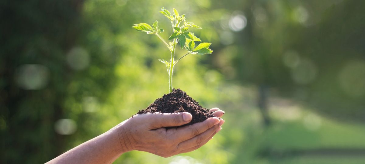 A hand holds soil and a plant